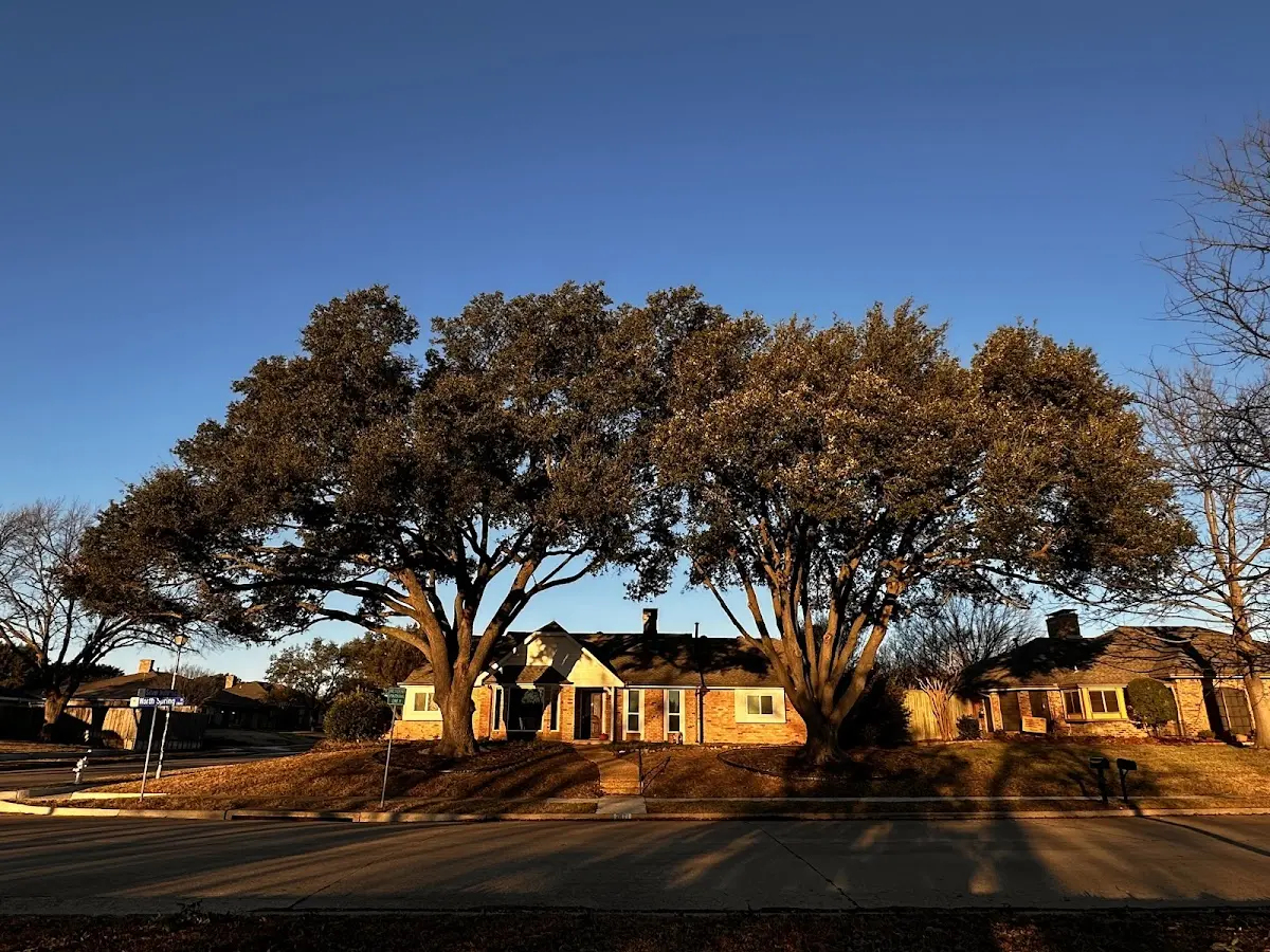 Established residential canopy tree shading a home in Westlake